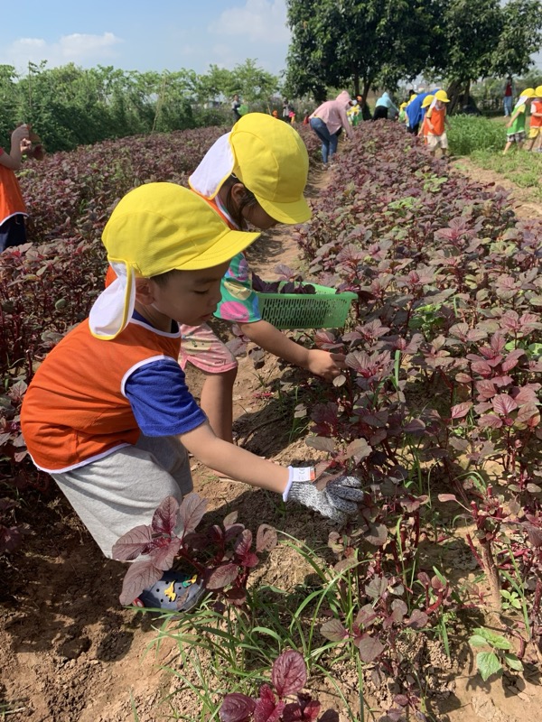 Hoạt động tại Himawari Preschool