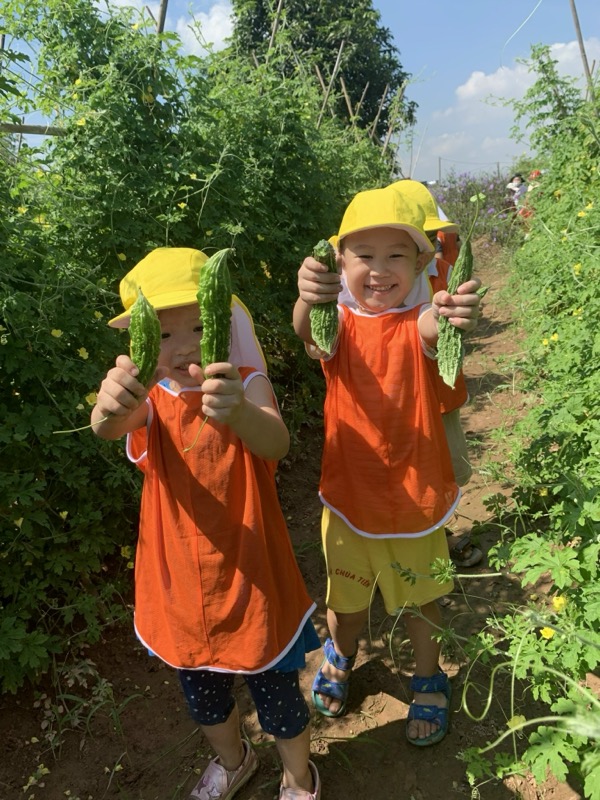 Hoạt động tại Himawari Preschool