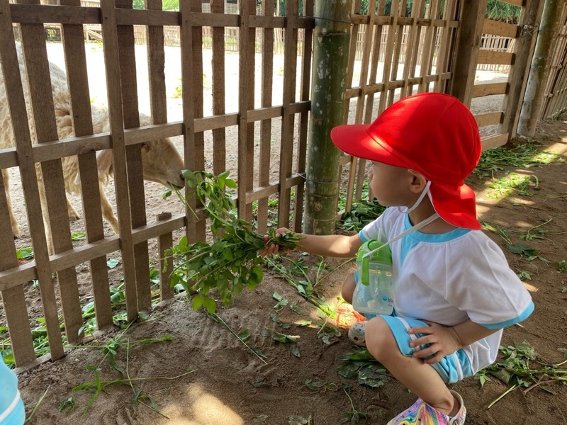 Hoạt động tại Himawari Preschool